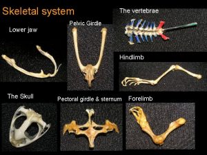 Skeletal system Lower jaw The vertebrae Pelvic Girdle