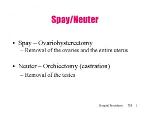 SpayNeuter Spay Ovariohysterectomy Removal of the ovaries and