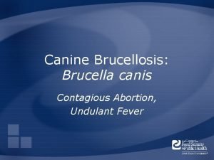 Canine Brucellosis Brucella canis Contagious Abortion Undulant Fever