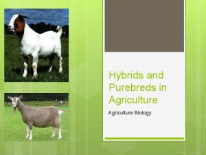 Hybrids and Purebreds in Agriculture Biology Question of