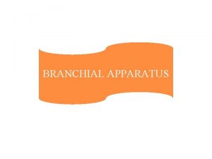 Branchial apparatus