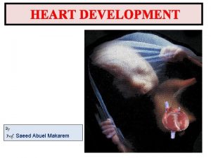HEART DEVELOPMENT By Prof Saeed Abuel Makarem Objectives