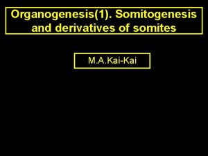 Somite derivatives