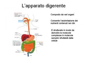 Lapparato digerente Composto da vari organi Consente lassimilazione