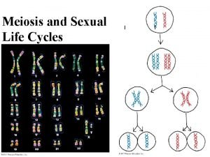 Meiosis and Sexual Life Cycles Variations on a