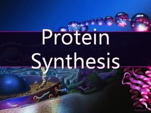 Protein Synthesis Przeworski Protein Synthesis Instructions for proteins