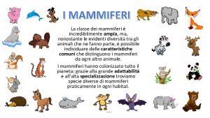 Classe mammiferi