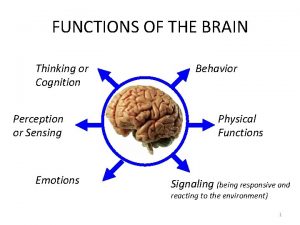 What is the function of brain