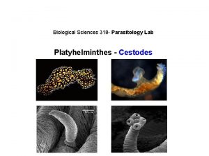 Biological Sciences 318 Parasitology Lab Platyhelminthes Cestodes Kingdom