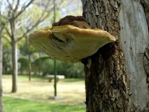 Recoleccin y preparacin de muestras de hongos y