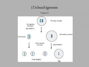 Uuhuuhgenesis Oogenesis Oogenesis is the creation of an