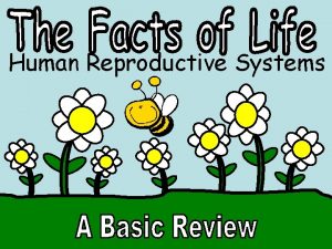 Human Reproductive Systems Female Anatomy Ovary Ureter Fallopian