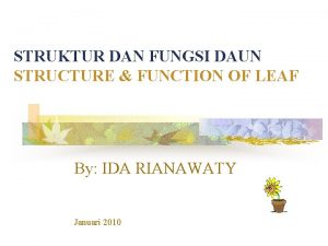 STRUKTUR DAN FUNGSI DAUN STRUCTURE FUNCTION OF LEAF