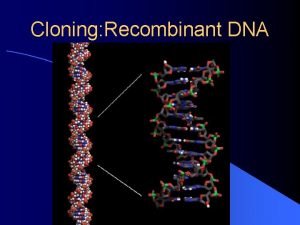 Cloning Recombinant DNA Multistep Process Produce fragments of