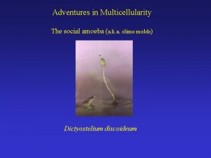 Adventures in Multicellularity The social amoeba a k