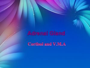 Adrenal Gland corticosteroids ACTH ACTH Adrenocorticotropic hormone or