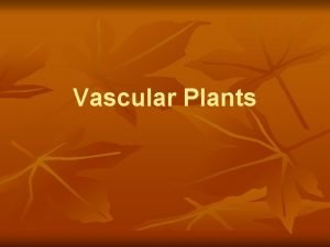 Vascular Plants Vascular Plants Tracheata n Nonseedbearing 4