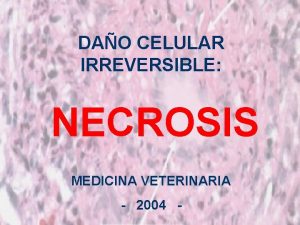 DAO CELULAR IRREVERSIBLE NECROSIS MEDICINA VETERINARIA 2004 DEFINICIN