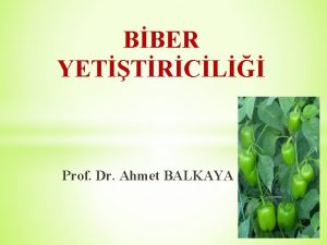 BBER YETTRCL Prof Dr Ahmet BALKAYA Biber Solanaceae