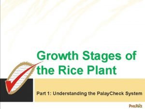 Sri system of rice intensification