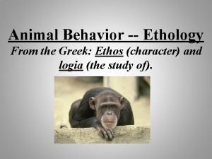 Animal Behavior Ethology From the Greek Ethos character