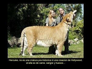 Ligre hercules
