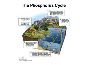 The Phosphorus Cycle The Importance of Phosphorous Phosphorous