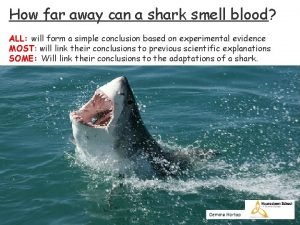 How far can shark smell blood