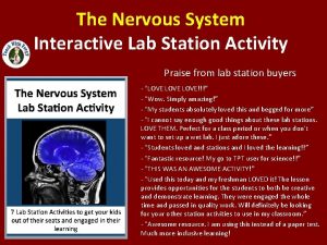 The Nervous System Interactive Lab Station Activity Praise