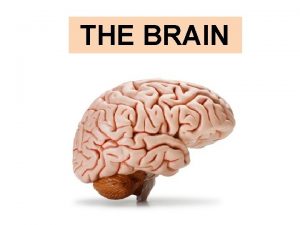 THE BRAIN Parietal lobe Frontal lobe Occipital lobe