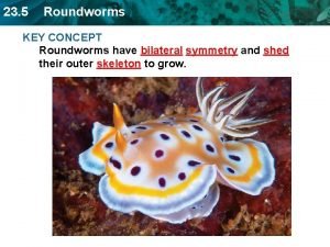 23 5 Roundworms KEY CONCEPT Roundworms have bilateral