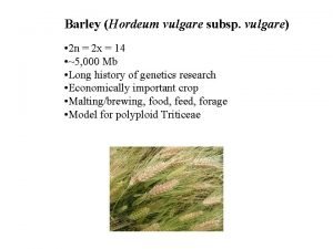 Hordeum vulgare subsp. vulgare