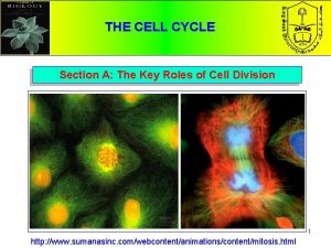 Cell cycle