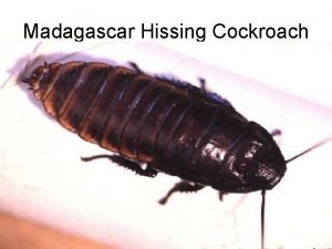 Madagascar Hissing Cockroach Life History Female hissing roaches