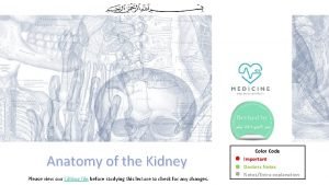 Anatomy of the Kidney Please view our Editing