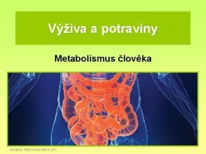 Viva a potraviny Metabolismus lovka Obrzek http www