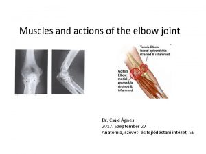 Transverse axis of elbow joint
