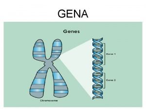 GENA Gena are trei caracteristici de baz unitate