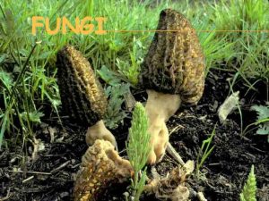 Haustorium in fungi