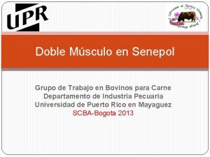 Doble Msculo en Senepol Grupo de Trabajo en