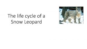 Lifecycle of a leopard