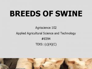 BREEDS OF SWINE Agriscience 102 Applied Agricultural Science