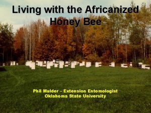 Africanized honey bee hive