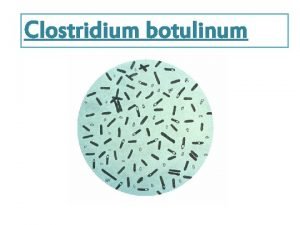 Clostridium botulinum Reino Bacteria Divisin Firmicutes Clase Clostridia