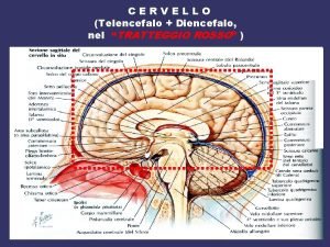 CERVELLO Telencefalo Diencefalo nel TRATTEGGIO ROSSO Diencefalo e