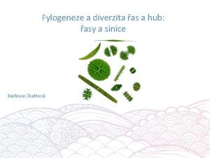 Fylogeneze a diverzita as a hub asy a