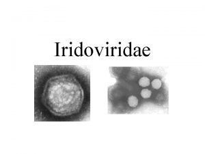 Iridoviridae Iridoviridae derived from GreekRoman goddess of the