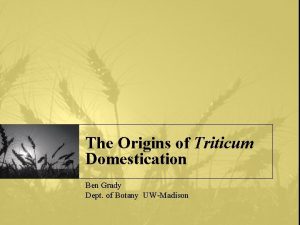 The Origins of Triticum Domestication Ben Grady Dept