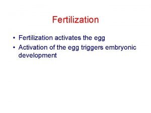 Fertilization Fertilization activates the egg Activation of the