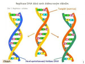 Replikace DNA dv vznik dvma novm vlknm Obr